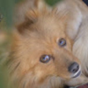 Meet your Posher, Travis